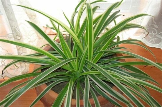 吊兰如何养长得好