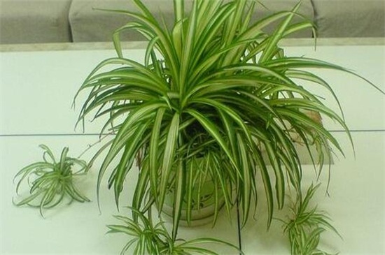 吊兰如何养长得好