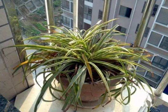 吊兰黄叶子如何回事