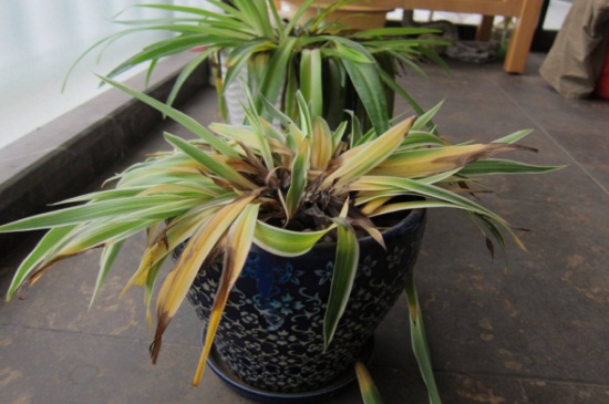 吊兰黄叶子如何回事