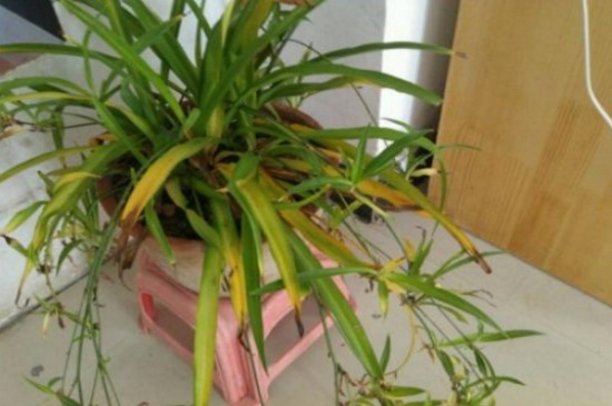 吊兰黄叶子如何回事