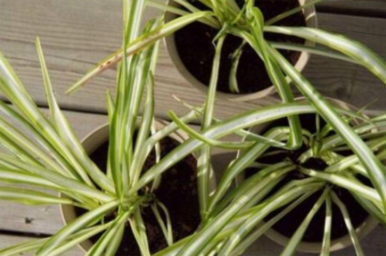 吊兰黄叶子如何回事