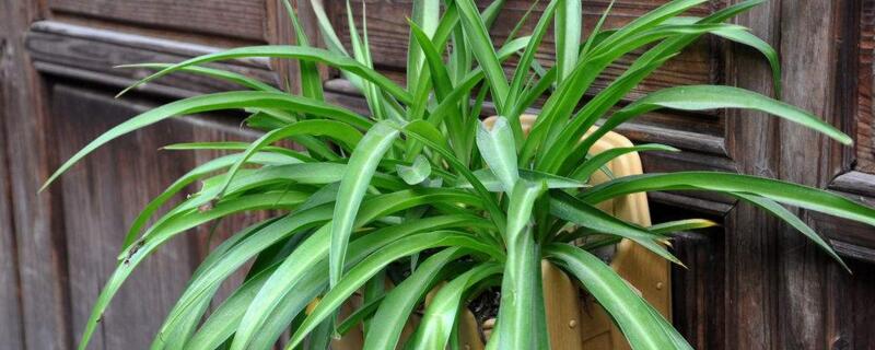 吊兰多少钱一盆