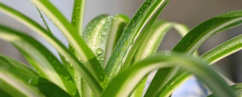 吊兰冬季如何浇水