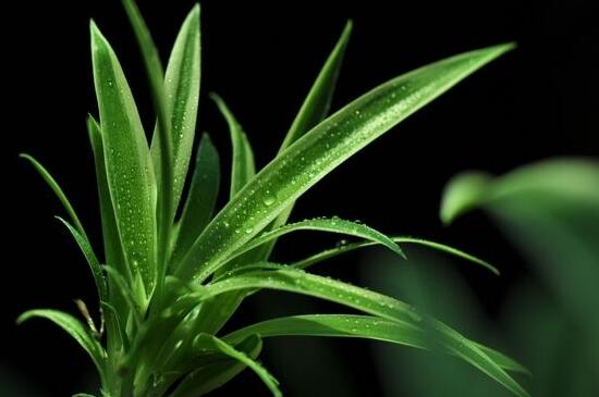 吊兰冬季如何浇水