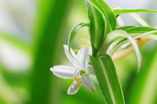 吊兰冬季如何浇水