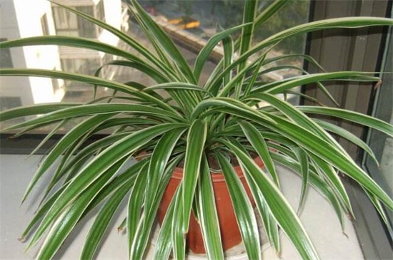 银边吊兰叶子发软下垂如何办