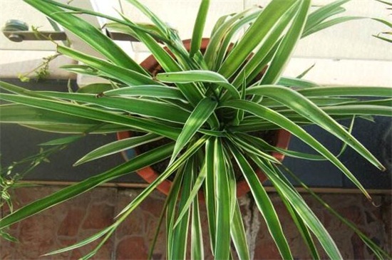 银边吊兰叶子发软下垂如何办