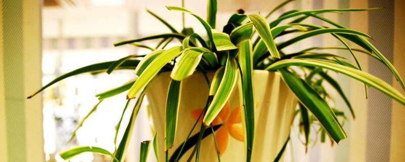 吊兰如何养长得旺盛