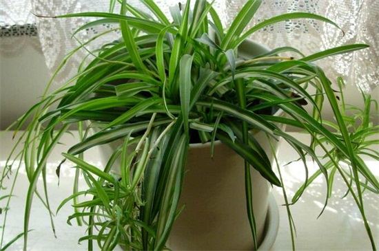 吊兰如何养长得旺盛