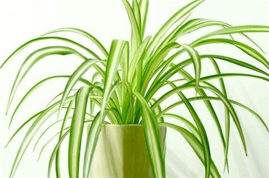 吊兰如何养长得旺盛