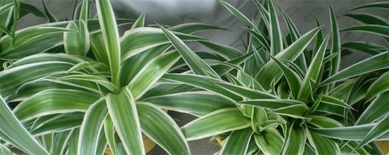 银边吊兰如何养矮壮