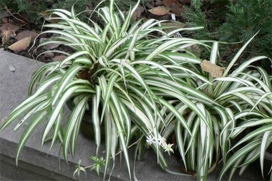 银边吊兰如何养矮壮