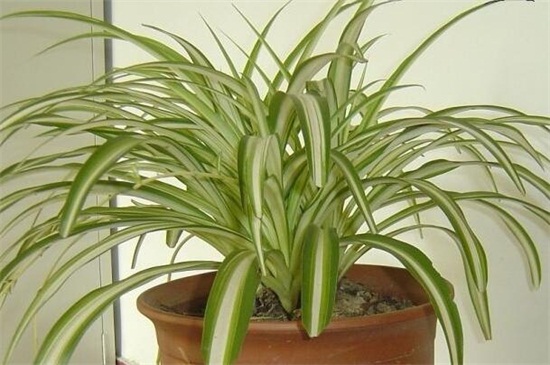 银边吊兰如何养矮壮