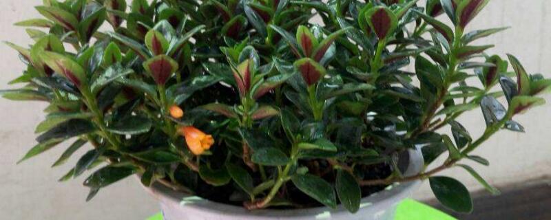 金鱼吊兰如何养