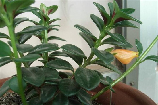 金鱼吊兰如何养