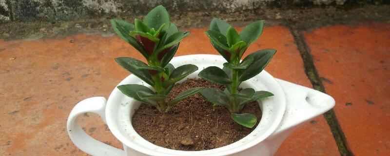 金鱼吊兰如何扦插