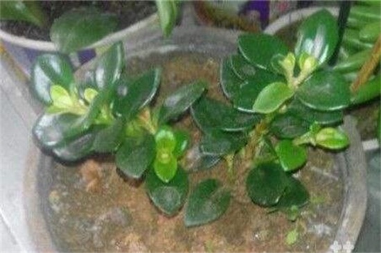 金鱼吊兰如何扦插