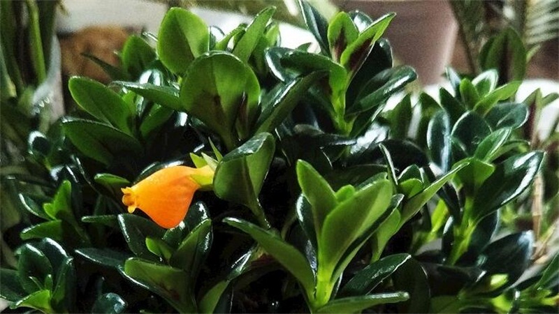 金鱼吊兰的养殖技巧