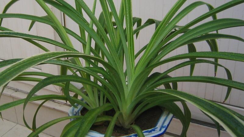 吊兰如何养才能更旺盛