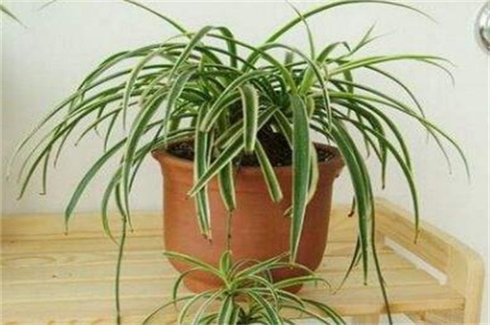 吊兰如何养才能更旺盛