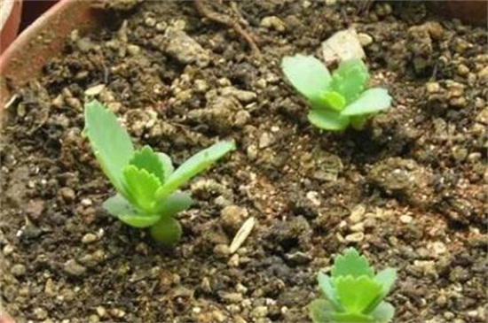 吊兰如何养才能更旺盛