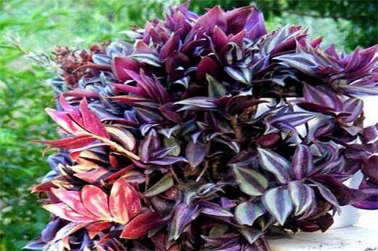 紫吊兰的养殖办法和留意事项
