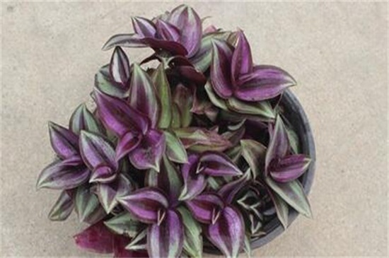 紫吊兰的养殖办法和留意事项
