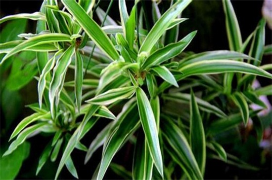 吊兰叶子发黄如何办