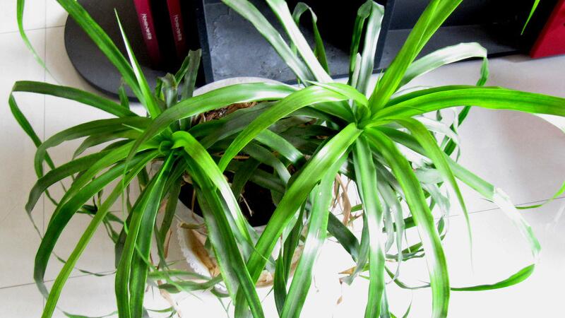 吊兰的养殖办法和留意事项