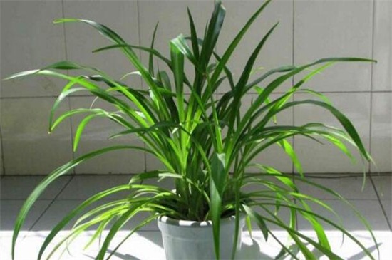 吊兰的养殖办法和留意事项