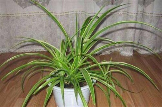 吊兰的养殖办法和留意事项