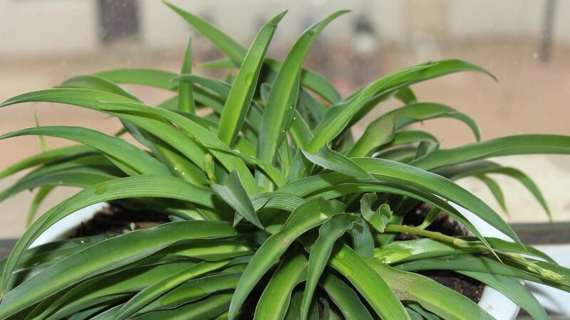 吊兰的繁殖办法