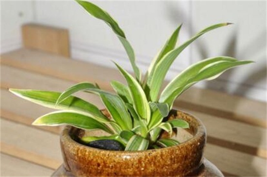 吊兰的繁殖办法