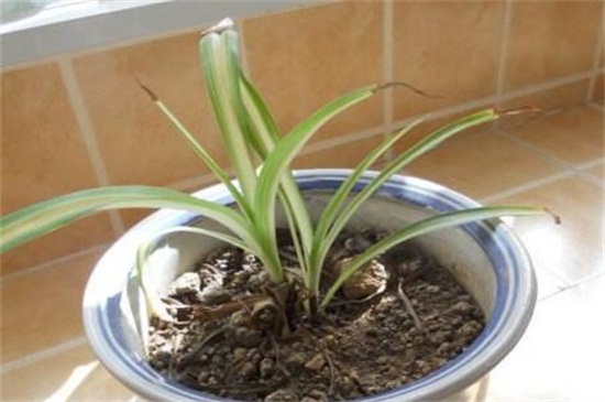 吊兰的繁殖办法