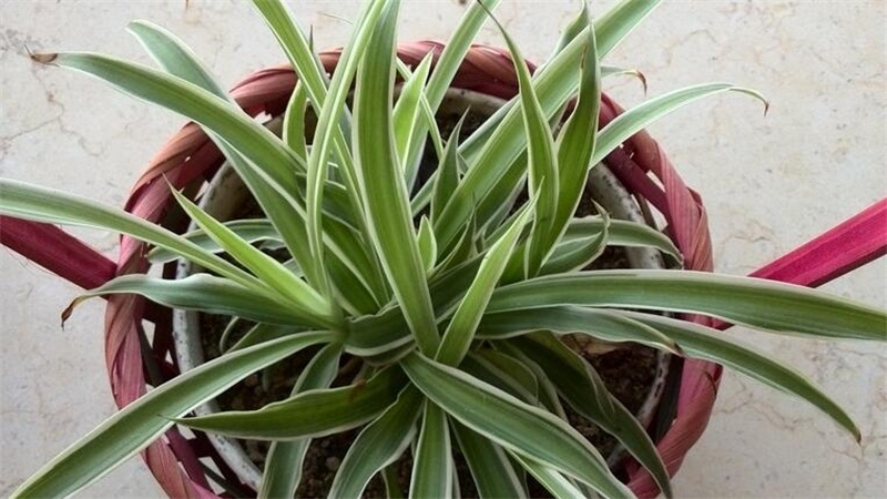 吊兰叶子发软如何补救