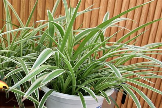 吊兰叶子发软如何补救