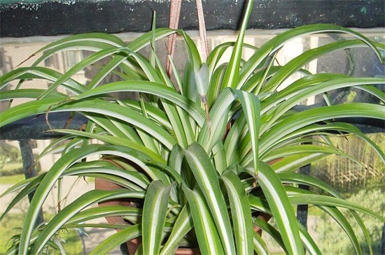 吊兰叶子发软如何补救