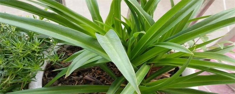 吊兰叶子发白如何办