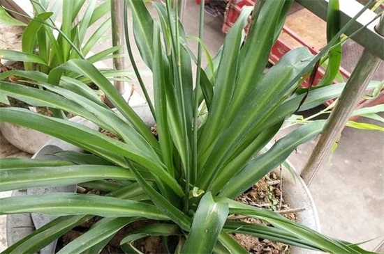 吊兰叶子发白如何办