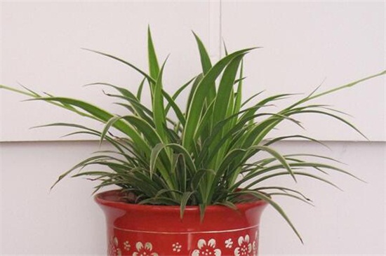 吊兰叶子发白如何办