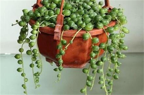 吊兰种类