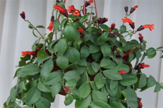 吊兰种类