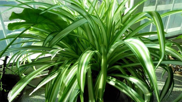 吊兰烂根后如何处理