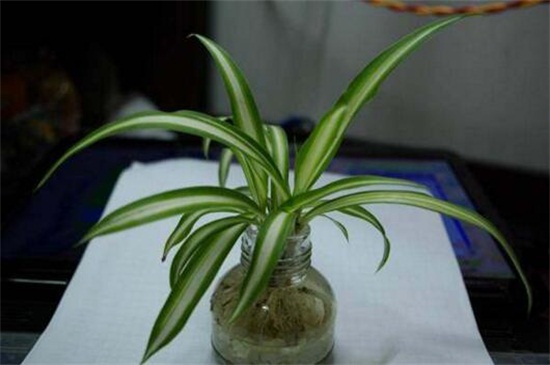 吊兰烂根后如何处理