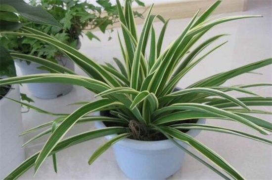 吊兰烂根后如何处理