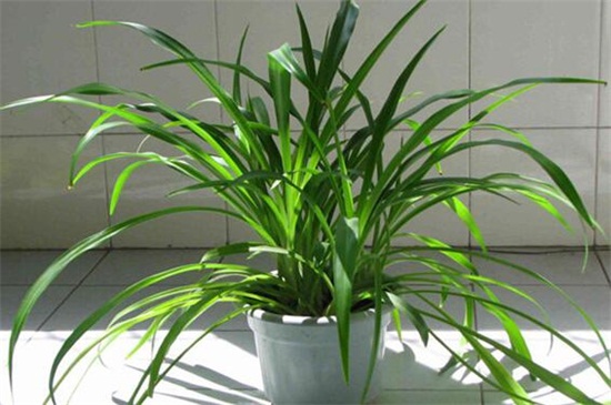 吊兰如何剪枝种植图解，三个步骤教你种植