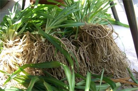 吊兰如何剪枝种植图解，三个步骤教你种植