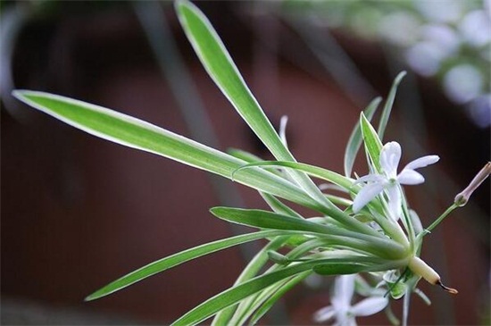 吊兰如何剪枝种植图解，三个步骤教你种植