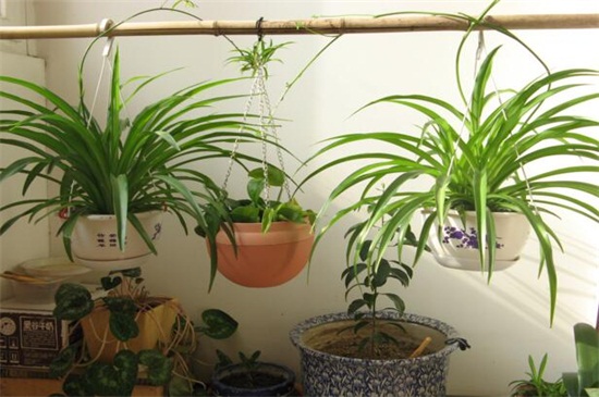 吊兰如何剪枝种植图解，三个步骤教你种植